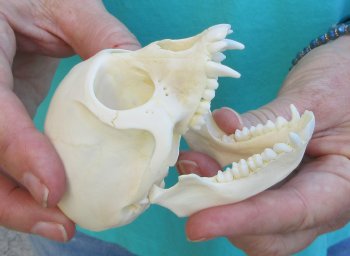 3-1/2" Female African Vervet Monkey Skull  (CITES P-000040541)