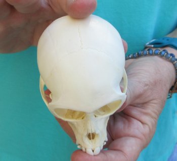 3-1/2" Female African Vervet Monkey Skull  (CITES P-000040541)