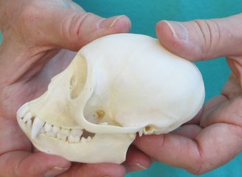 3-1/2" Female African Vervet Monkey Skull  (CITES P-000040541)