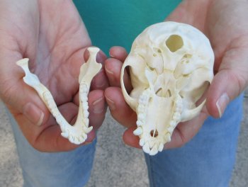 3-1/2" Female African Vervet Monkey Skull  (CITES P-000040541)