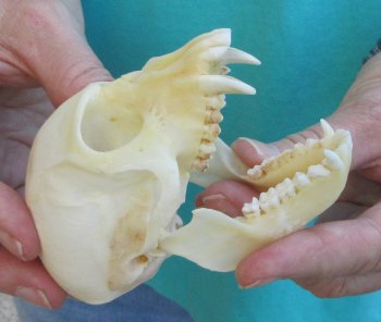 3-1/2" Female African Vervet Monkey Skull  (CITES P-000040541)