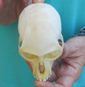3-1/2" Female African Vervet Monkey Skull  (CITES P-000040541)