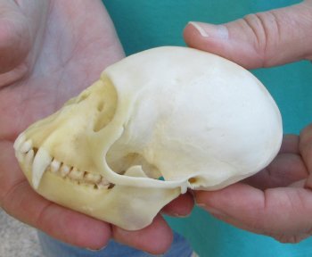 3-1/2" Female African Vervet Monkey Skull  (CITES P-000040541)