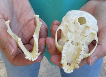 3-1/2" Female African Vervet Monkey Skull  (CITES P-000040541)
