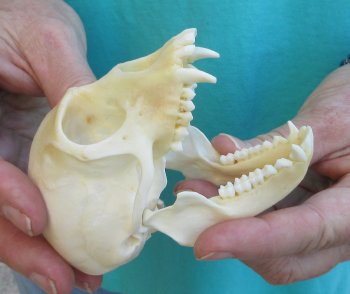 3-3/4" Female African Vervet Monkey Skull  (CITES P-000040541)