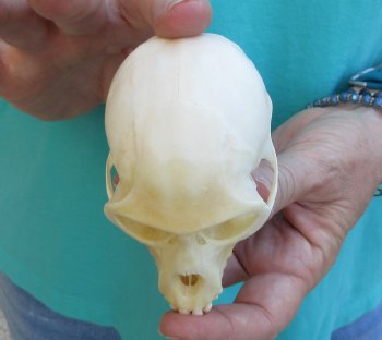 3-3/4" Female African Vervet Monkey Skull  (CITES P-000040541)