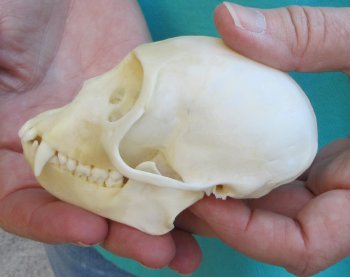 3-3/4" Female African Vervet Monkey Skull  (CITES P-000040541)