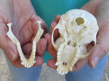 3-3/4" Female African Vervet Monkey Skull  (CITES P-000040541)