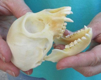 3-1/2" Female African Vervet Monkey Skull  (CITES P-000040541)
