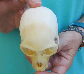 3-1/2" Female African Vervet Monkey Skull  (CITES P-000040541)