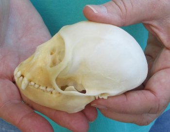 3-1/2" Female African Vervet Monkey Skull  (CITES P-000040541)