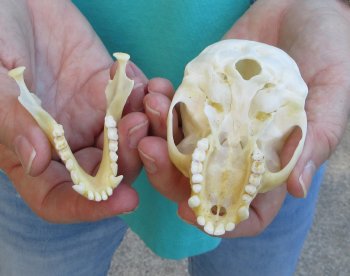 3-1/2" Female African Vervet Monkey Skull  (CITES P-000040541)