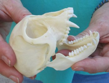 3-1/2" Female African Vervet Monkey Skull  (CITES P-000040541)