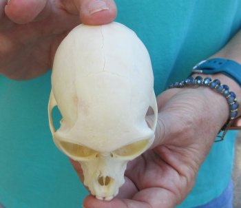 3-1/2" Female African Vervet Monkey Skull  (CITES P-000040541)