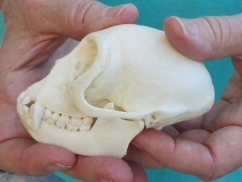 3-1/2" Female African Vervet Monkey Skull  (CITES P-000040541)