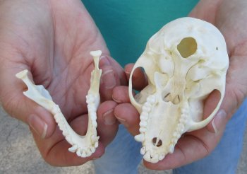 3-1/2" Female African Vervet Monkey Skull  (CITES P-000040541)