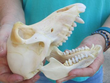 6-1/2" B-Grade Female Chacma Baboon Skull (CITES# P-000040541)