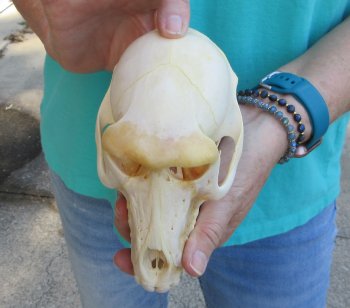 6-1/2" B-Grade Female Chacma Baboon Skull (CITES# P-000040541)