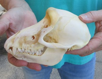 6-1/2" B-Grade Female Chacma Baboon Skull (CITES# P-000040541)