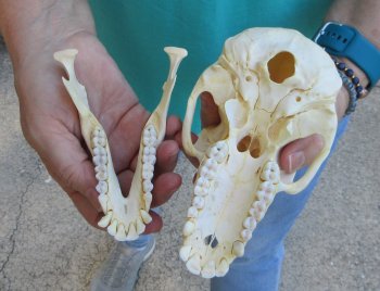 6-1/2" B-Grade Female Chacma Baboon Skull (CITES# P-000040541)