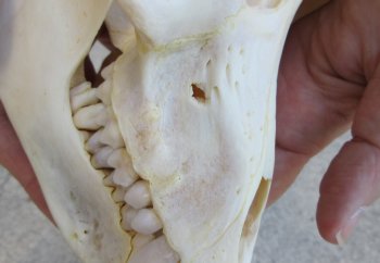 6-1/2" B-Grade Female Chacma Baboon Skull (CITES# P-000040541)