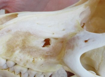 6-1/2" B-Grade Female Chacma Baboon Skull (CITES# P-000040541)