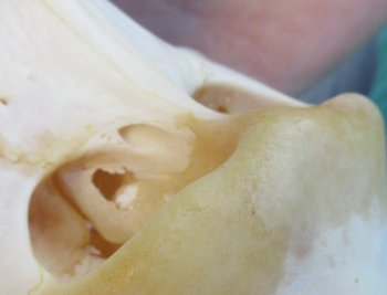 6-1/2" B-Grade Female Chacma Baboon Skull (CITES# P-000040541)