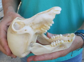 6-3/4" Sub-Adult Chacma Baboon Skull (CITES# P-000040541)