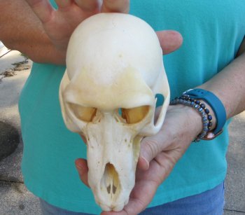 6-3/4" Sub-Adult Chacma Baboon Skull (CITES# P-000040541)
