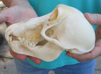 6-3/4" Sub-Adult Chacma Baboon Skull (CITES# P-000040541)