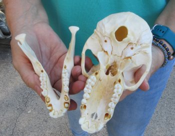 6-3/4" Sub-Adult Chacma Baboon Skull (CITES# P-000040541)