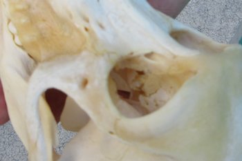 6-3/4" Sub-Adult Chacma Baboon Skull (CITES# P-000040541)
