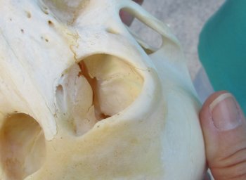 6-3/4" Sub-Adult Chacma Baboon Skull (CITES# P-000040541)