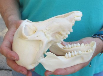 7" Sub-Adult Chacma Baboon Skull (CITES# P-000040541)