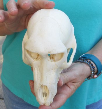 7" Sub-Adult Chacma Baboon Skull (CITES# P-000040541)