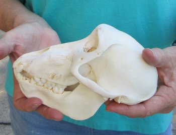 7" Sub-Adult Chacma Baboon Skull (CITES# P-000040541)