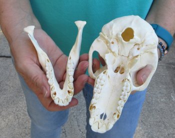 7" Sub-Adult Chacma Baboon Skull (CITES# P-000040541)