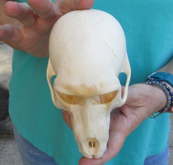 6-1/4" Sub-Adult Chacma Baboon Skull (CITES# P-000040541)