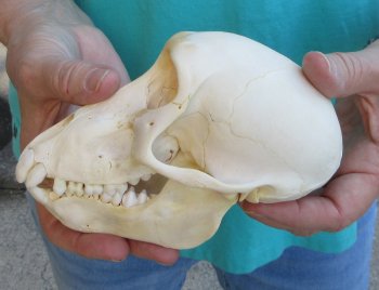 6-1/4" Sub-Adult Chacma Baboon Skull (CITES# P-000040541)