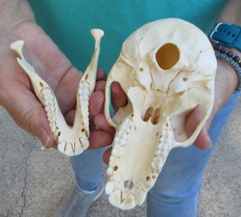 6-1/4" Sub-Adult Chacma Baboon Skull (CITES# P-000040541)