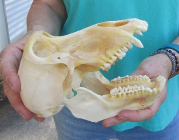 7-1/4" B-Grade Female Chacma Baboon Skull (CITES# P-000040541)