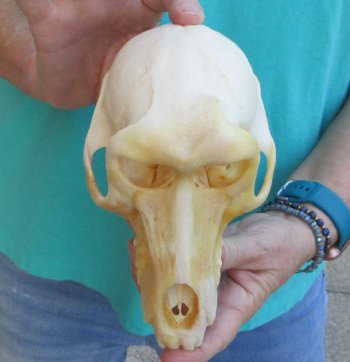 7-1/4" B-Grade Female Chacma Baboon Skull (CITES# P-000040541)