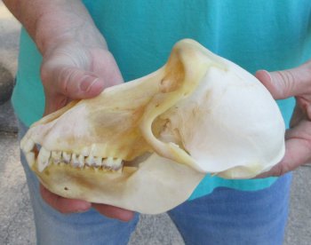 7-1/4" B-Grade Female Chacma Baboon Skull (CITES# P-000040541)