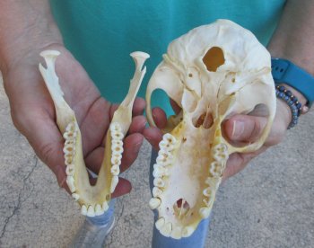 7-1/4" B-Grade Female Chacma Baboon Skull (CITES# P-000040541)