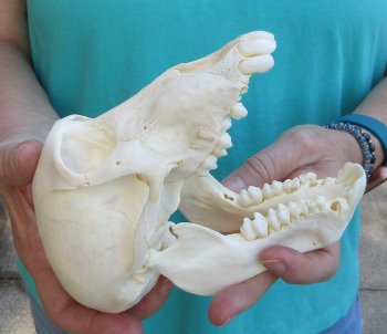 6-1/2" B-Grade Sub-Adult Chacma Baboon Skull (CITES# P-000040541)