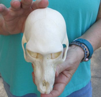 6-1/2" B-Grade Sub-Adult Chacma Baboon Skull (CITES# P-000040541)