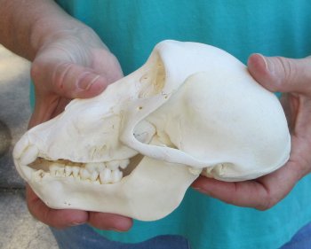 6-1/2" B-Grade Sub-Adult Chacma Baboon Skull (CITES# P-000040541)