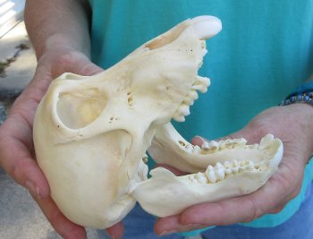 6" Sub-Adult Chacma Baboon Skull (CITES# P-000040541)