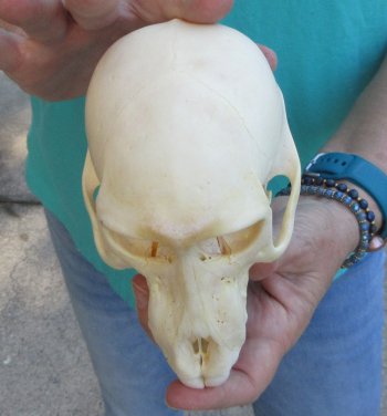 6" Sub-Adult Chacma Baboon Skull (CITES# P-000040541)