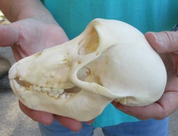6" Sub-Adult Chacma Baboon Skull (CITES# P-000040541)